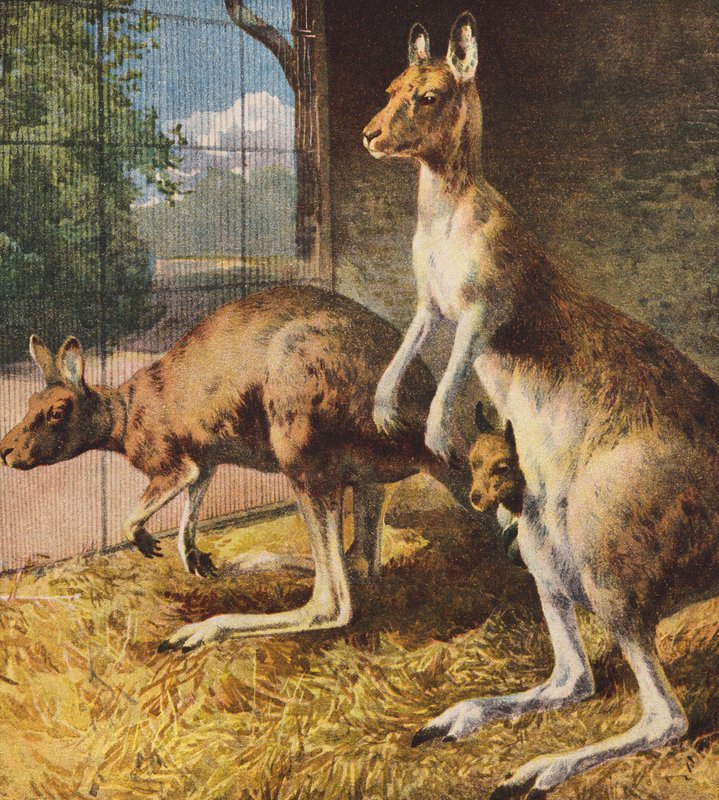 Kangury (kolorowa litografia) autorstwa English School