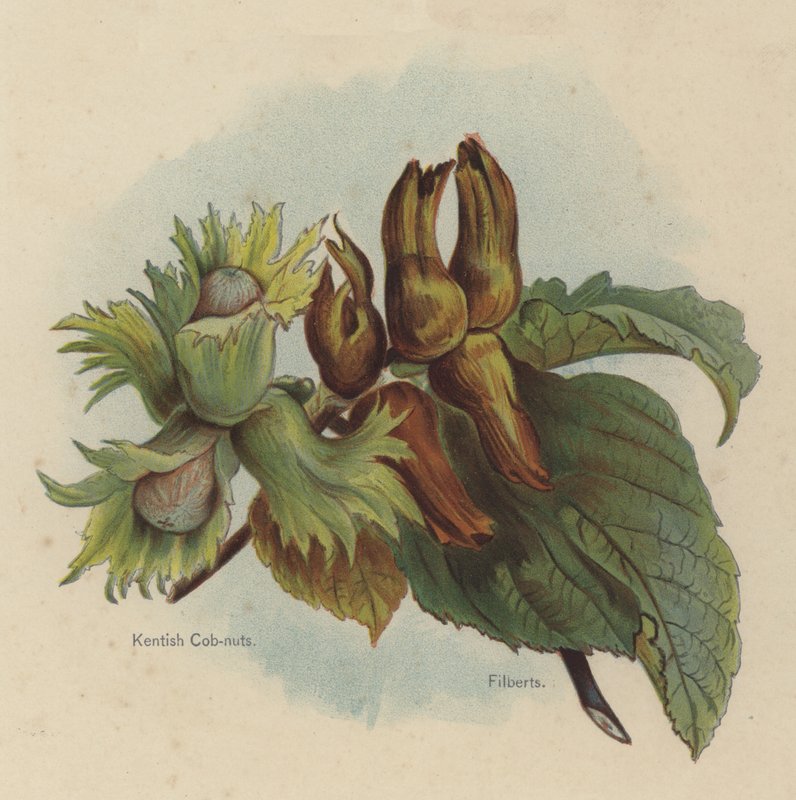 Kentish Cob-nuts, Filberts autorstwa English School