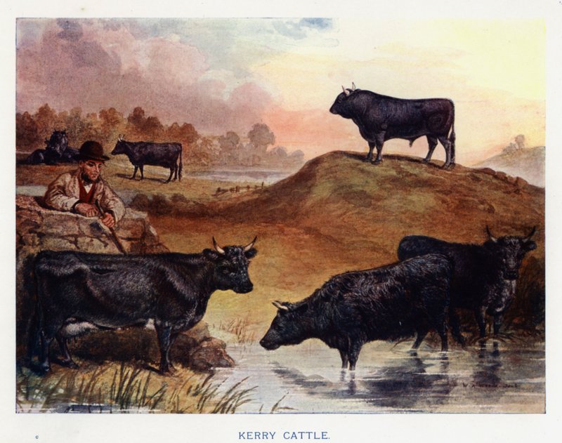 Kerry Cattle (kolorowa litografia) autorstwa English School