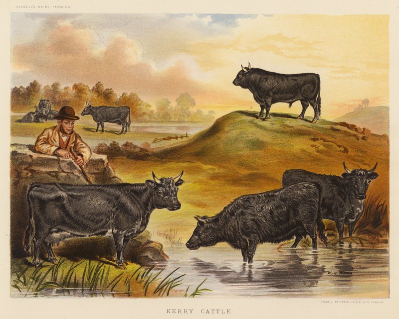 Kerry Cattle (kolorowa litografia) autorstwa English School