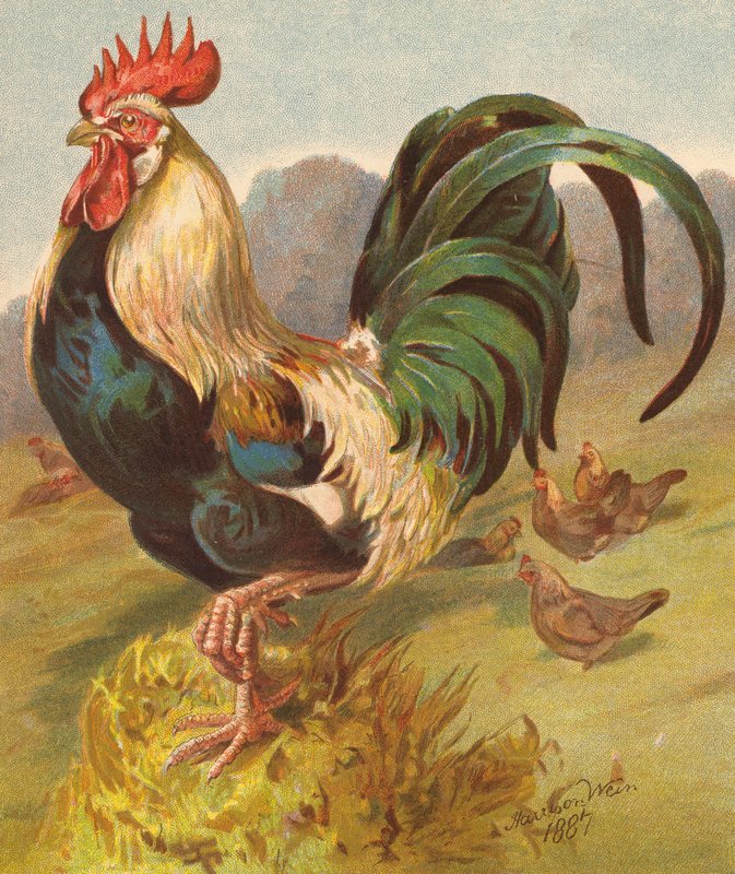 King of the Poultry Yard (kolorowa litografia) autorstwa English School
