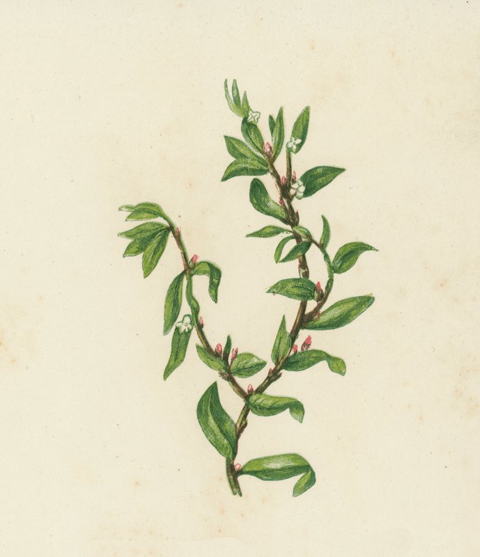 Trawa węzłowa, Polygonum Aviculare (kolorowa litografia) autorstwa English School