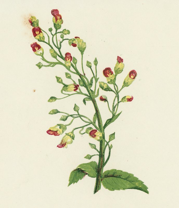 Figowiec węzłowy, Scrophularia Nodosa (kolorowa litografia) autorstwa English School