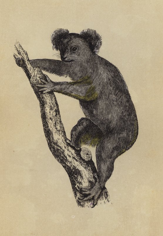 Koala (kolorowa litografia) autorstwa English School