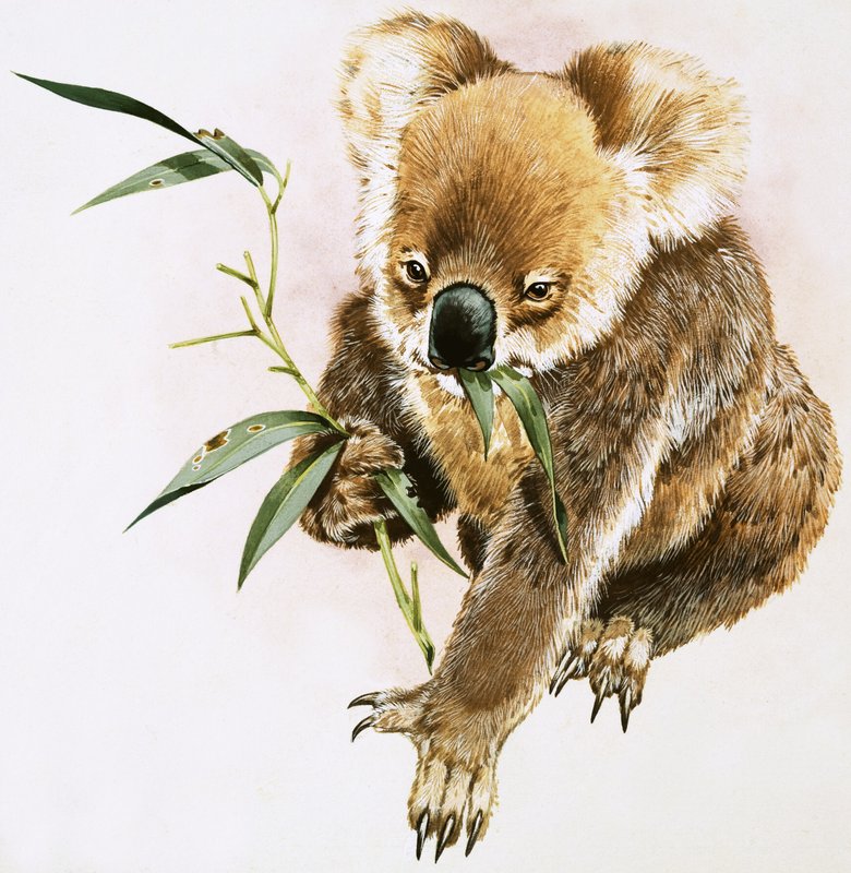 Koala autorstwa English School