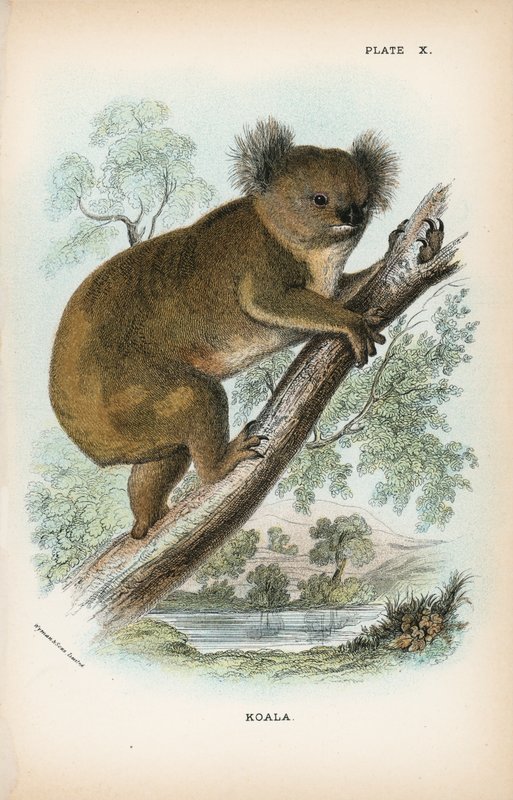 Koala autorstwa English School
