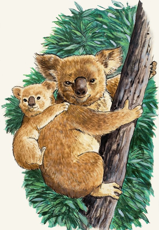 Miś koala i dziecko autorstwa English School