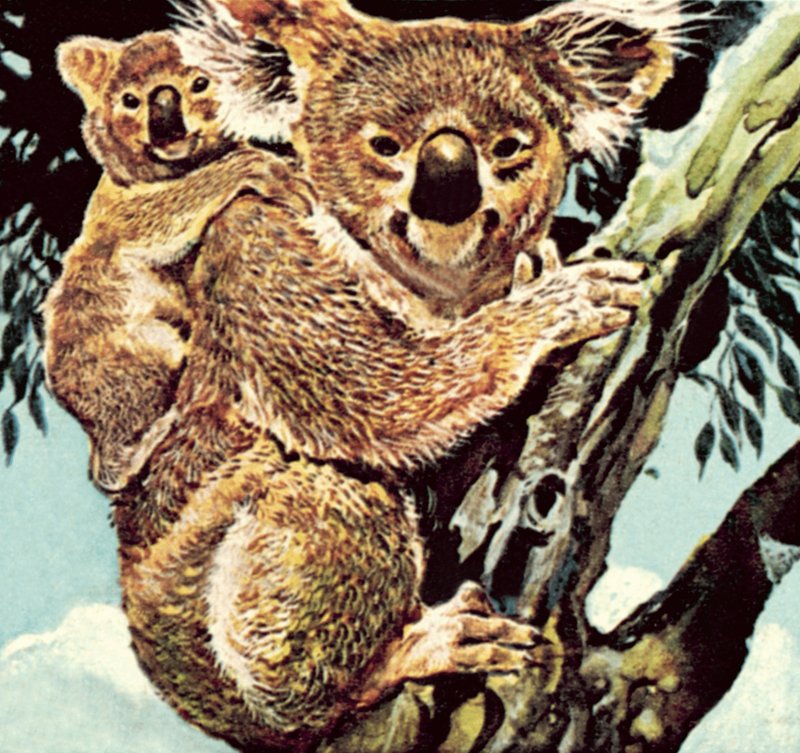 Miś koala autorstwa English School