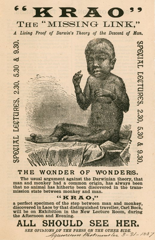 Krao, The Missing Link, wystawiony w Aquarium w Westminster w Londynie w 1887 r. autorstwa English School