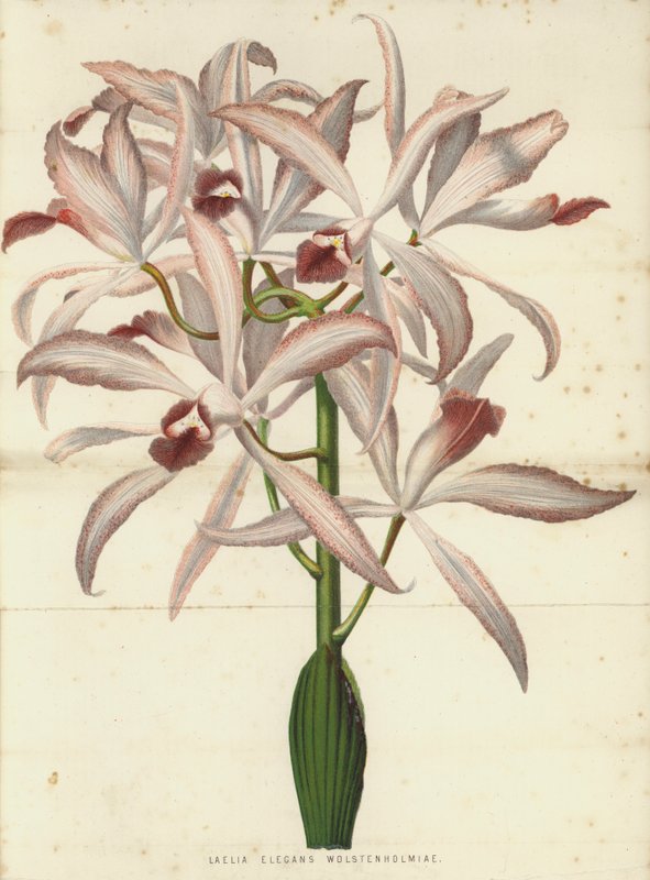 Laelia Elegans Wolstenholmiae autorstwa English School