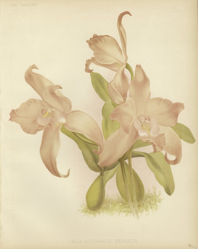 Laelia jesienna autorstwa English School