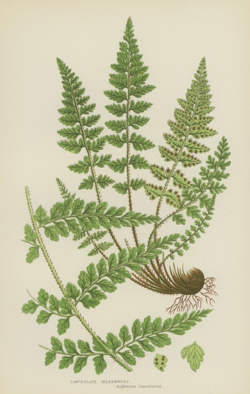 Lanceolate Spleenwort (kolorowa litografia) autorstwa English School