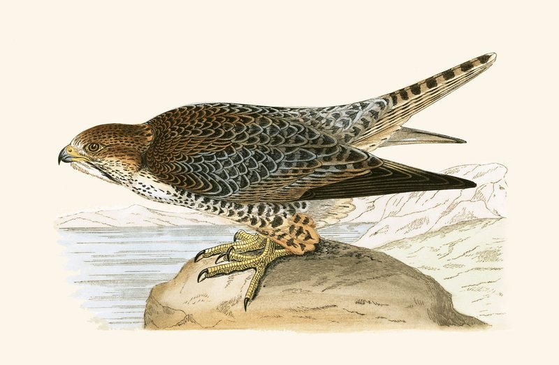 Lanner Falcon, ilustracja z „Historii ptaków Europy nieobserwowanej na wyspach brytyjskich” Charlesa Roberta Bree (1811-86), opublikowana w 1867 r. autorstwa English School