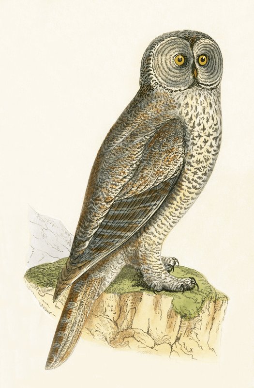Lap Owl, ilustracja z "A History of the Birds of the Europe Not Observed in the British Isles" autorstwa Charlesa Roberta Bree (1811-86), opublikowana w 1867 r. autorstwa English School