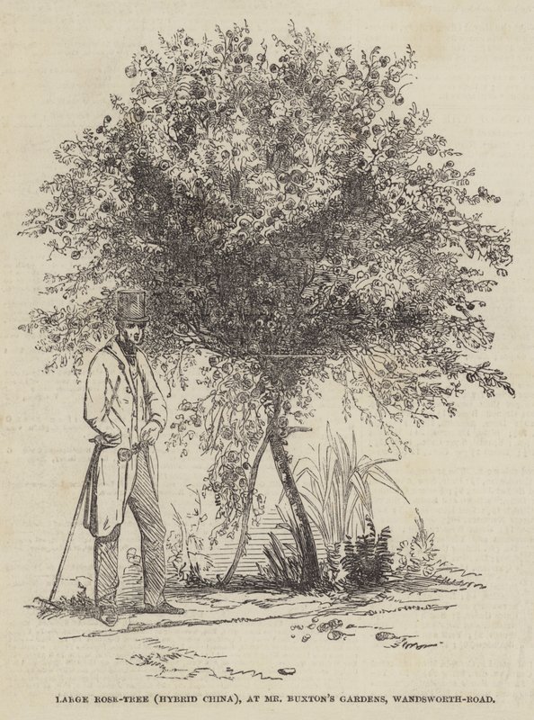 Large Rose-Tree (Hybrydowe Chiny), w Mr Buxton