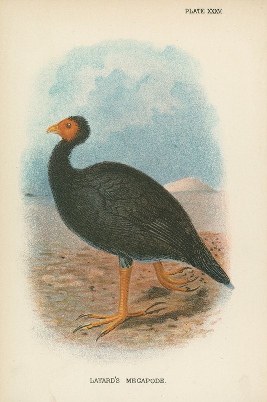 Megapoda Layarda autorstwa English School