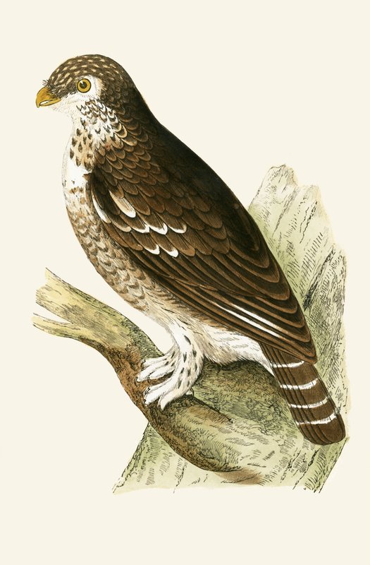 Najmniej europejska wróbel sowa, ilustracja z „Historii ptaków Europy nieobserwowanej na wyspach brytyjskich” Charlesa Roberta Bree (1811-86), opublikowana w 1867 r. autorstwa English School