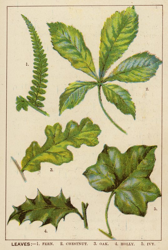 Liście (litografia kolorowa) autorstwa English School