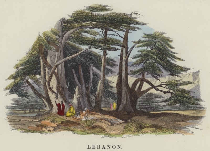 Liban (kolorowy grawerunek) autorstwa English School