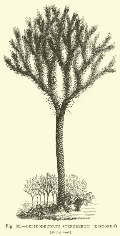 Lepidodendron Sternbergh, odrestaurowany autorstwa English School