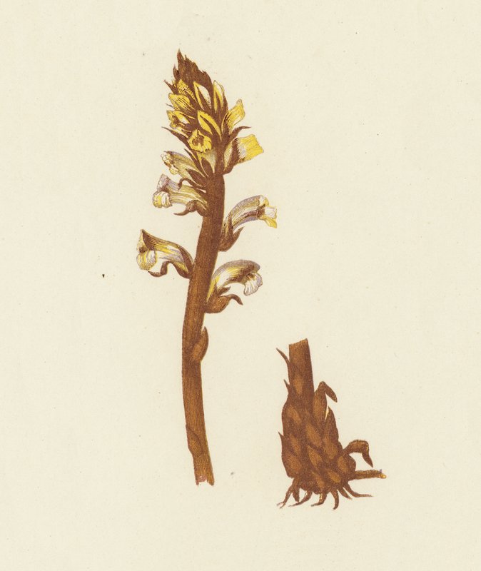 Rzepik mniejszy, Orobanche minor (litografia kolorowa) autorstwa English School