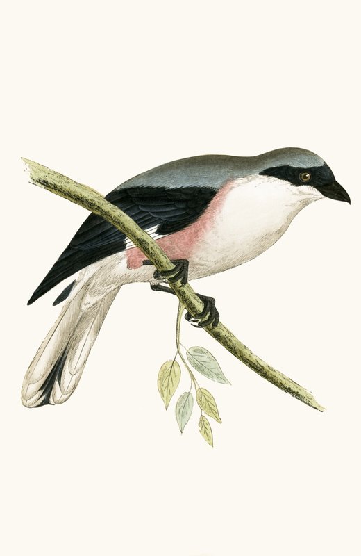 Lesser Grey Shrike, ilustracja z „Historii ptaków Europy nieobserwowanych na wyspach brytyjskich” Charlesa Roberta Bree (1811-86), opublikowana w 1867 r. autorstwa English School