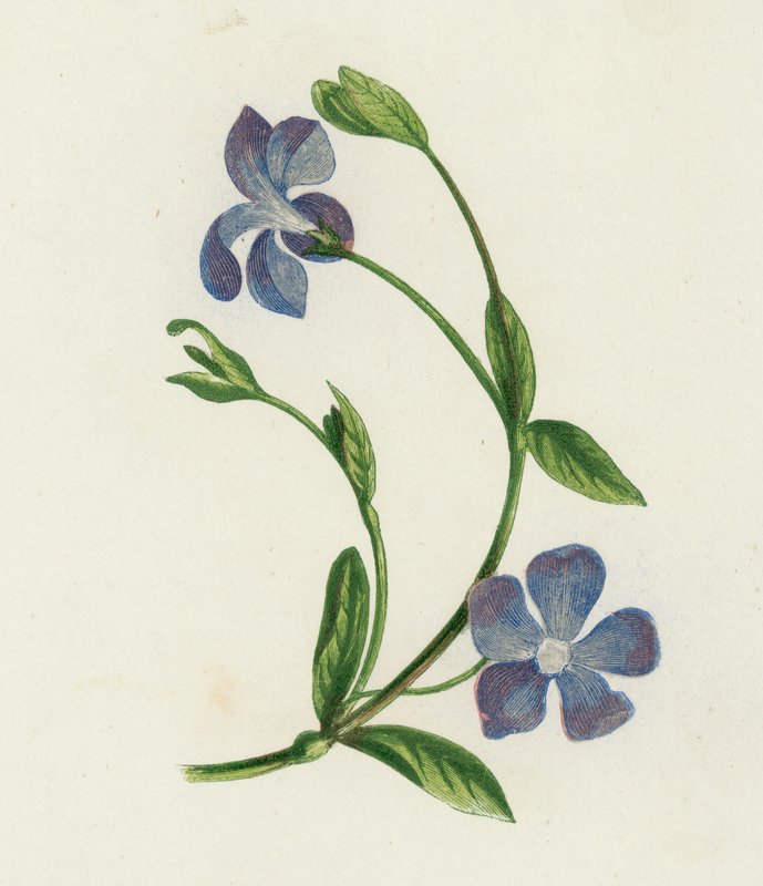 Barwinek mały, Vinca Minor (kolor lito) autorstwa English School