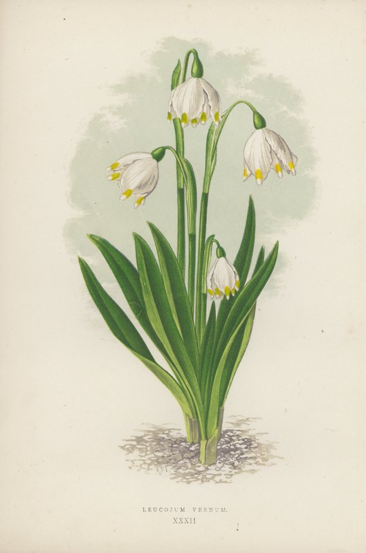 Leucojum Vernum (kolor lito) autorstwa English School