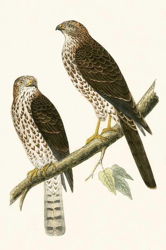 Lewant Sparrow Hawk, ilustracja z „Historii ptaków Europy nieobserwowanej na wyspach brytyjskich” Charlesa Roberta Bree (1811-86), opublikowana w 1867 r. autorstwa English School