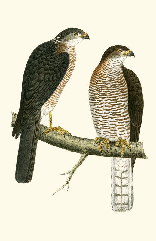 Lewant Sparrow Hawk, ilustracja z „Historii ptaków Europy nieobserwowanej na wyspach brytyjskich” Charlesa Roberta Bree (1811-86), opublikowana w 1867 r. autorstwa English School