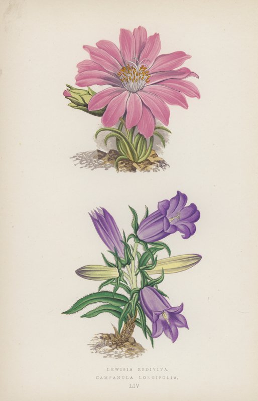 Lewisia Rediviva; Campanula Longifolia (kolor lito) autorstwa English School