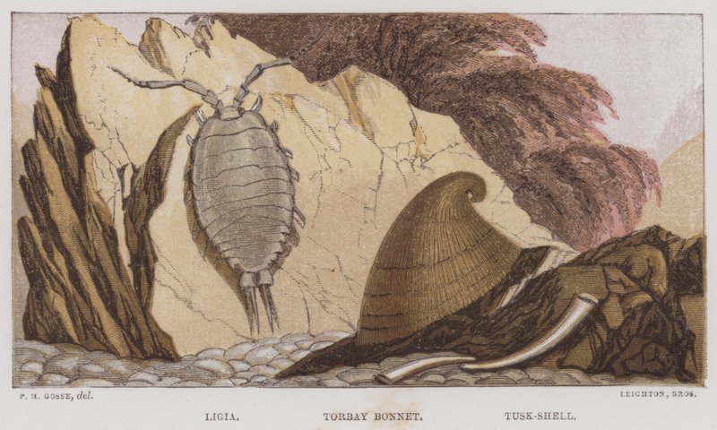 Ligia, Torbay Bonnet, Tusk-Shell (kolorowa litografia) autorstwa English School