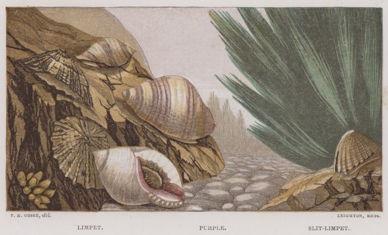Limpet, Purple, Slit-Limpet (kolor lito) autorstwa English School