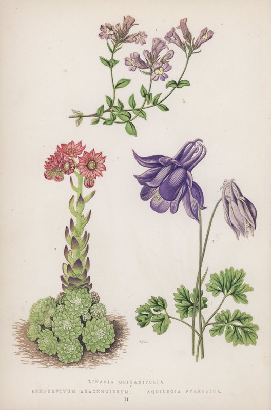 Linaria Origanifolia; Sempervivum Arachnoideum; Aquilegia Pyrenaica (kolor lito) autorstwa English School