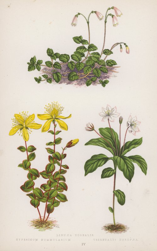 Linnaea Borealis; Hypericum Nummularium; Trientalis Europaea (kolorowa litografia) autorstwa English School