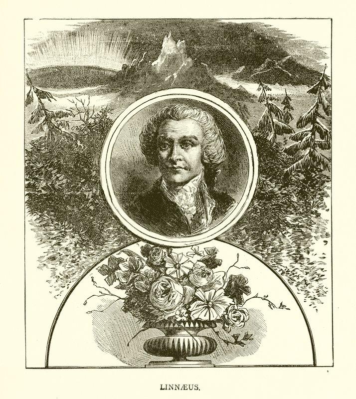 Linneusz autorstwa English School