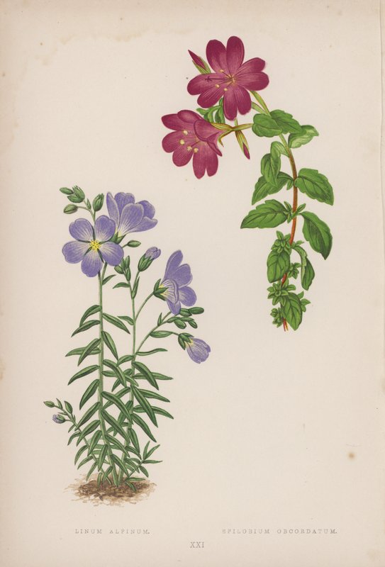 Linum Alpinum; Epilobium Obcordatum (litografia barwna) autorstwa English School