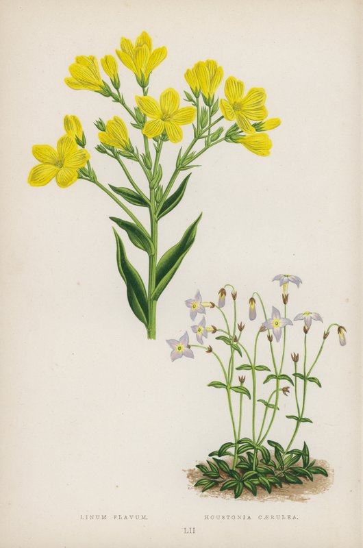 żółty len; Houstonia Blue (kolor lito) autorstwa English School