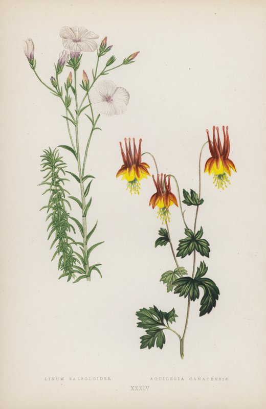 Salsloidy linum; Aquilegia canadensis (kolor lito) autorstwa English School