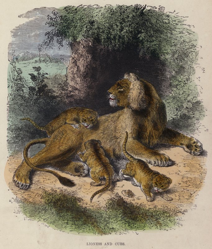 Lioness and Cubs (kolorowy grawerunek) autorstwa English School