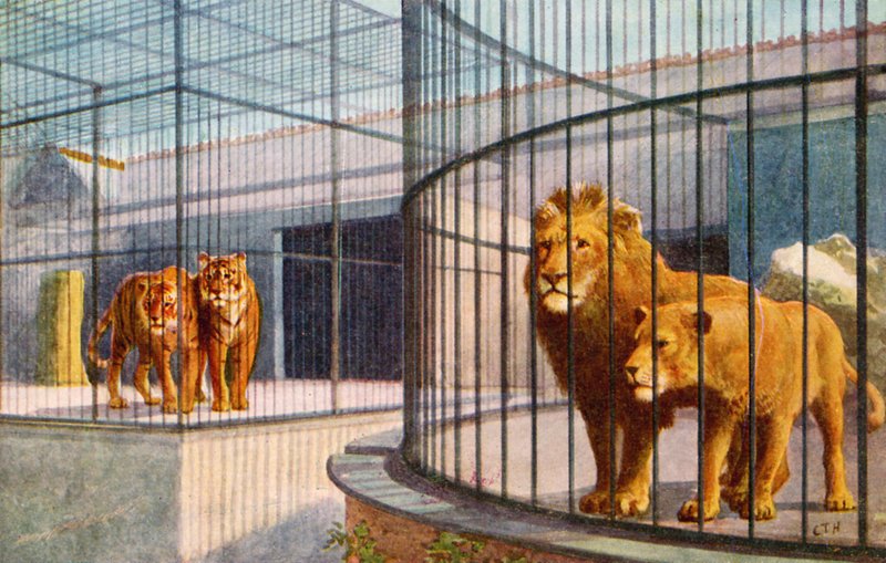 Lwy i Tygrysy w Zoo (kolor lito) autorstwa English School