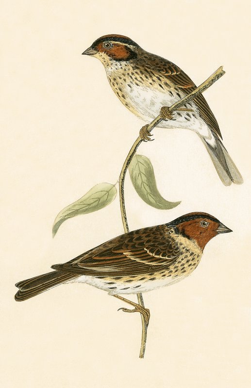 Little Bunting, ilustracja z „Historii ptaków Europy nieobserwowanej na wyspach brytyjskich” Charlesa Roberta Bree (1811-1886), opublikowana w 1867 r. autorstwa English School