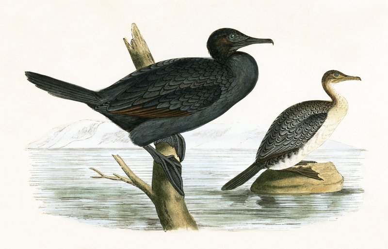 Kormoran mały, ilustracja z "A History of the Birds of Europe Not Observed in the British Isles" autorstwa Charlesa Roberta Bree (1811-86), opublikowana w 1867 r. autorstwa English School