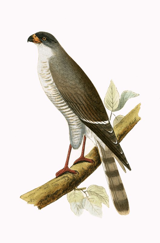 Jastrząb czerwonodzioby, ilustracja z „Historii ptaków Europy nieobserwowanej na wyspach brytyjskich” Charlesa Roberta Bree (1811-1886), opublikowana w 1867 r. autorstwa English School