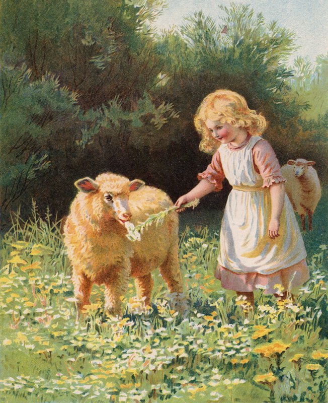 Mała dziewczynka karmi owce kwiatem na łące (chromolitho) autorstwa English School