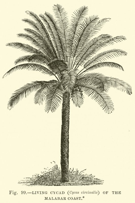 Żywy Cycad (Cycas circinalis) z Wybrzeża Malabarskiego autorstwa English School