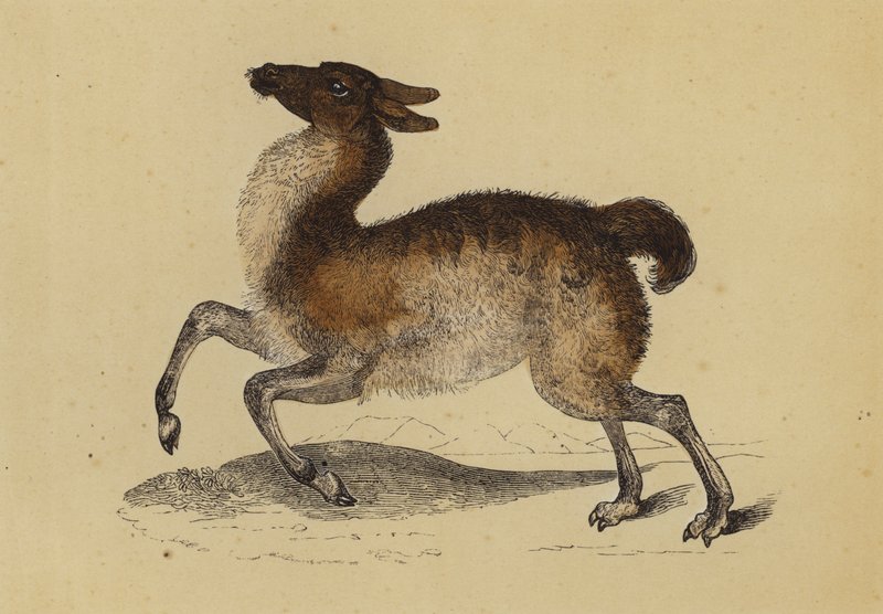 Llama (kolorowa litografia) autorstwa English School
