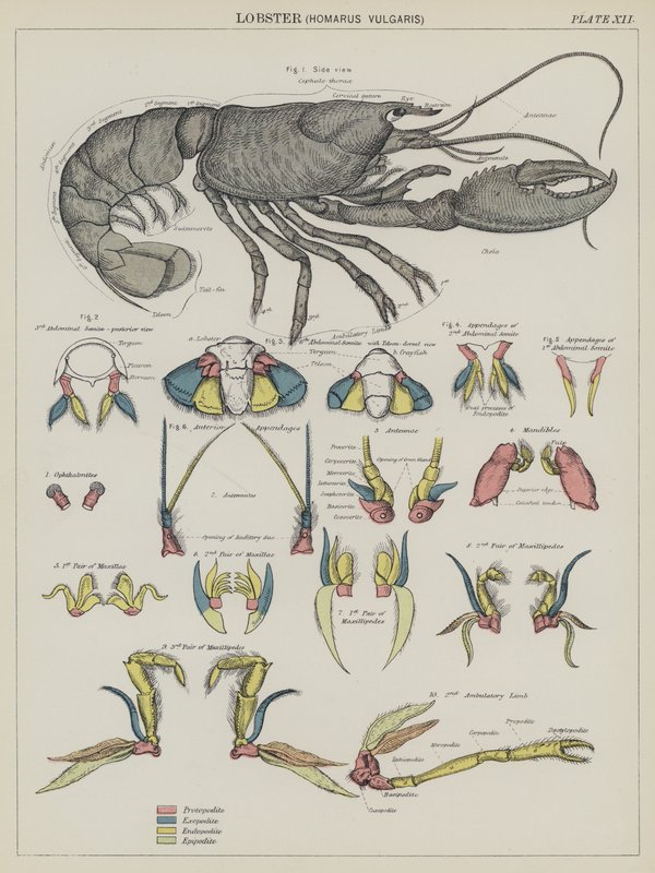 Homar, Homarus Vulgaris (kolorowa litografia) autorstwa English School