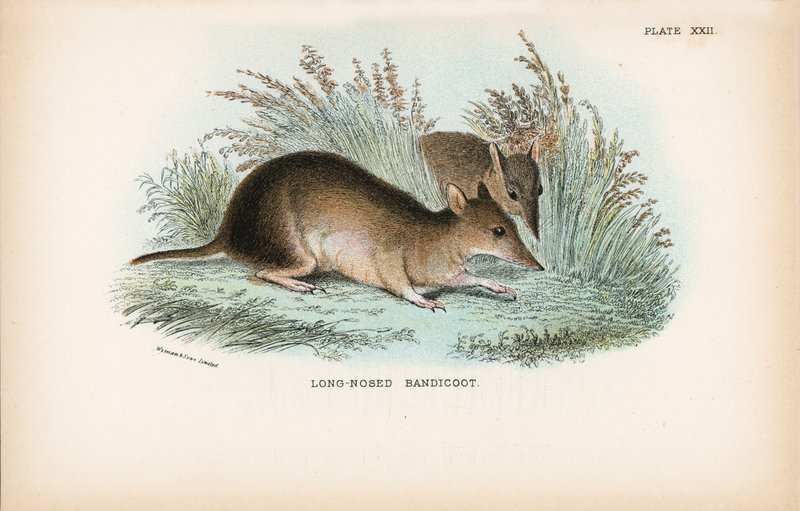 Bandicoot z długim nosem autorstwa English School