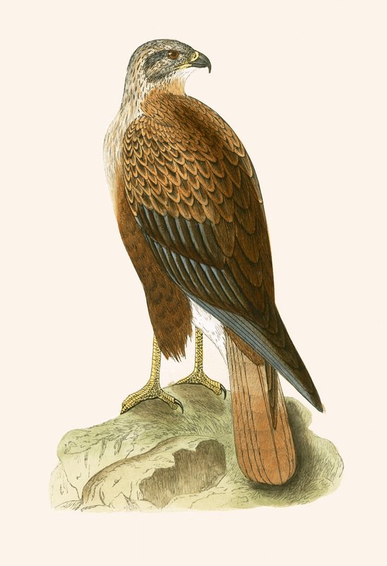 Myszołów długonogi, ilustracja z „Historii ptaków Europy nieobserwowanej na wyspach brytyjskich” Charlesa Roberta Bree (1811-86), opublikowana w 1867 (kolor lito) autorstwa English School